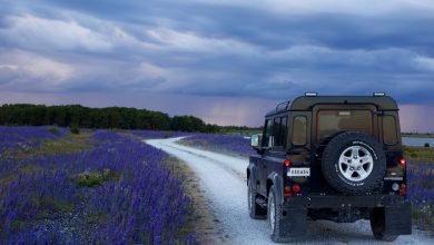black suv in between purple flower fields